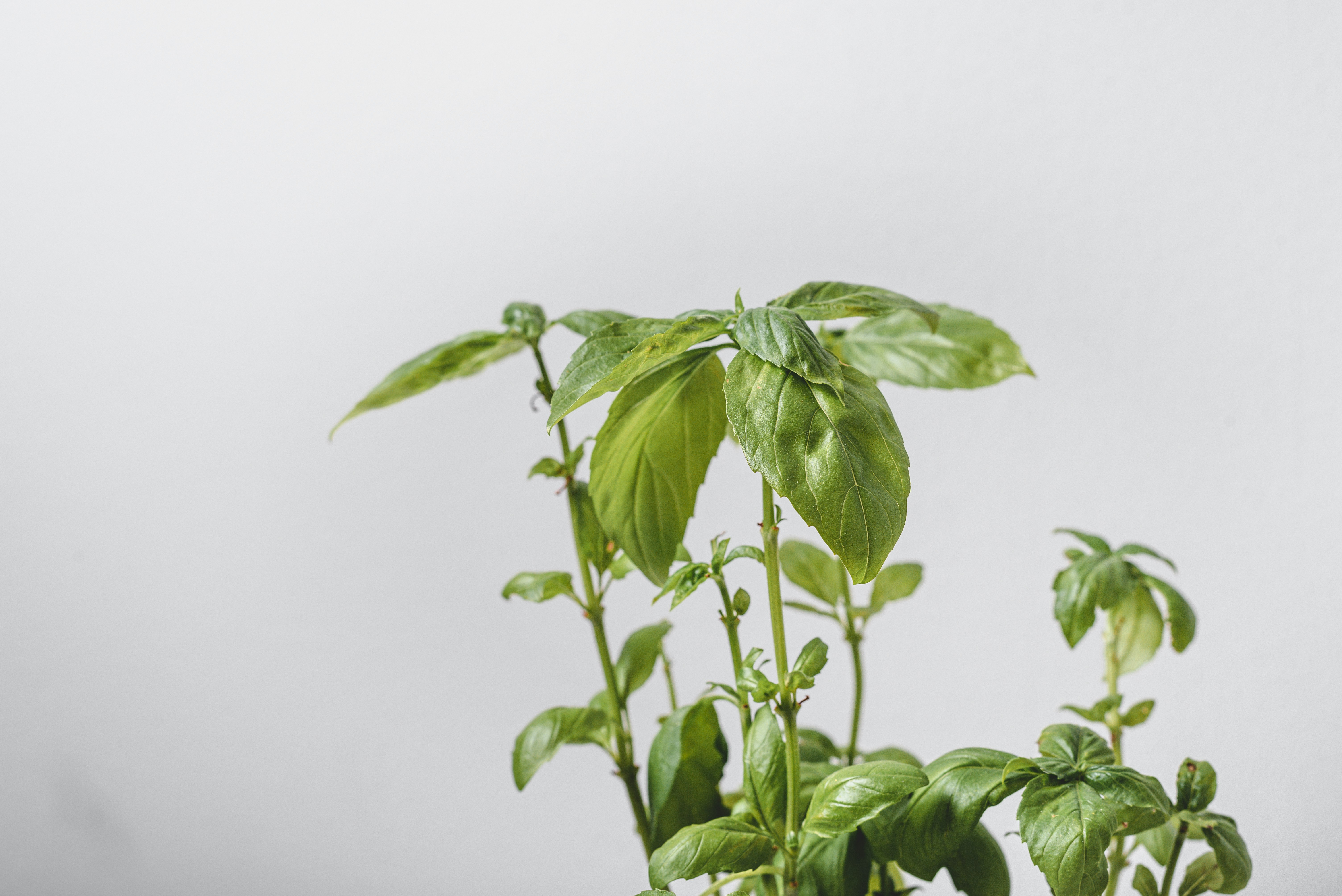 green plant on white ceramic pot